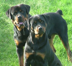 Bobtail Rottweiler Dogs