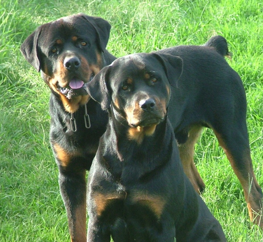 rottweiler docked tail for sale