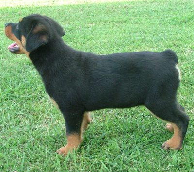 Legally Docked Rottweiler Puppies For 