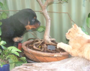 Bobtail Rottweiler pup and Cat